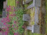 image of grave number 907313